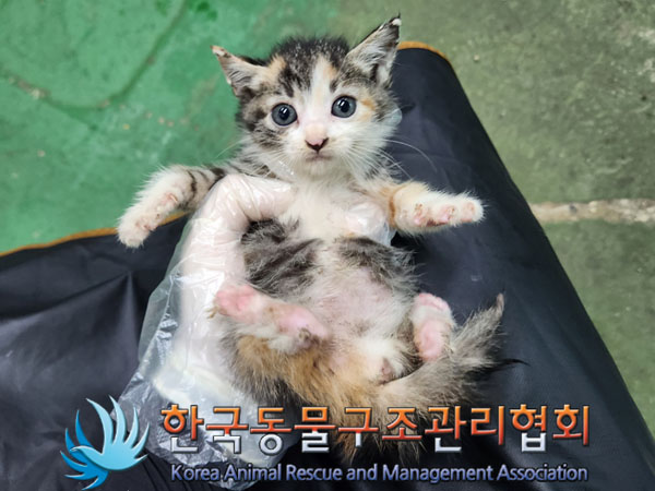 종료(자연사) 한국…